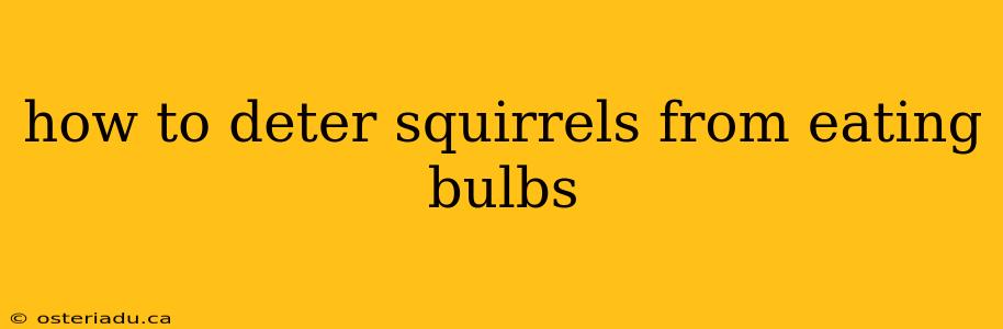 how to deter squirrels from eating bulbs