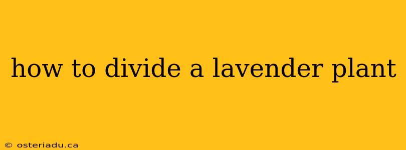 how to divide a lavender plant