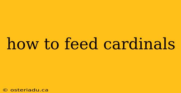 how to feed cardinals