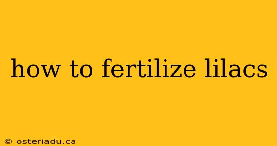 how to fertilize lilacs