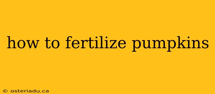 how to fertilize pumpkins