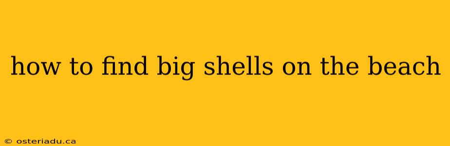 how to find big shells on the beach