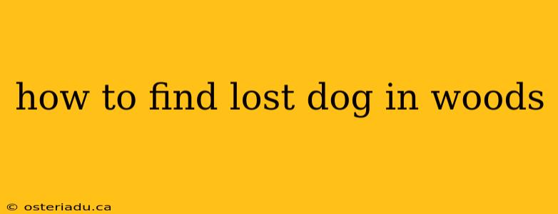 how to find lost dog in woods