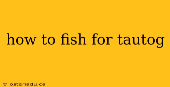 how to fish for tautog