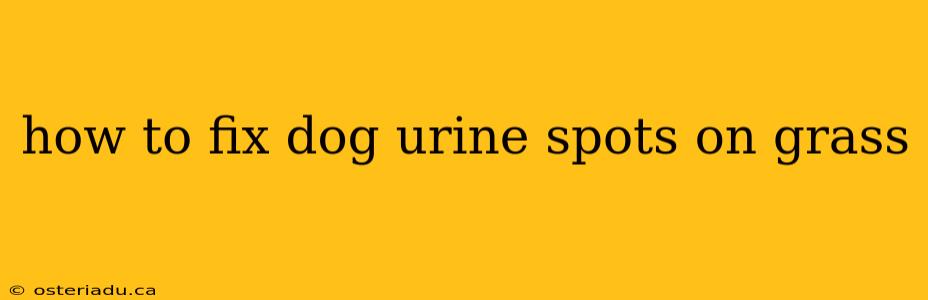 how to fix dog urine spots on grass