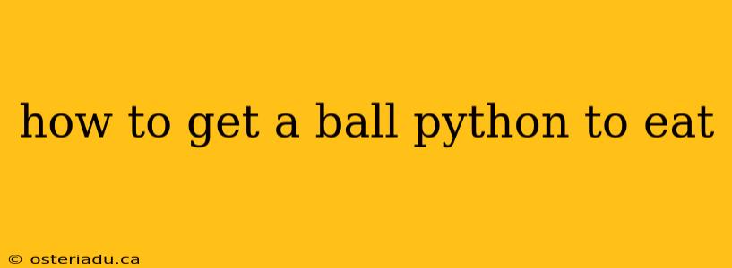 how to get a ball python to eat