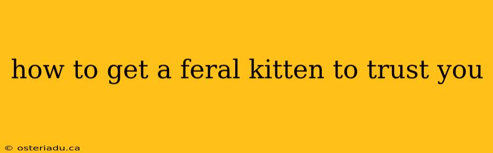 how to get a feral kitten to trust you