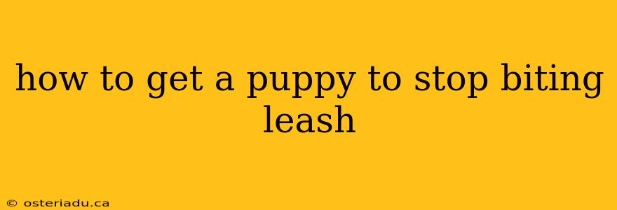 how to get a puppy to stop biting leash