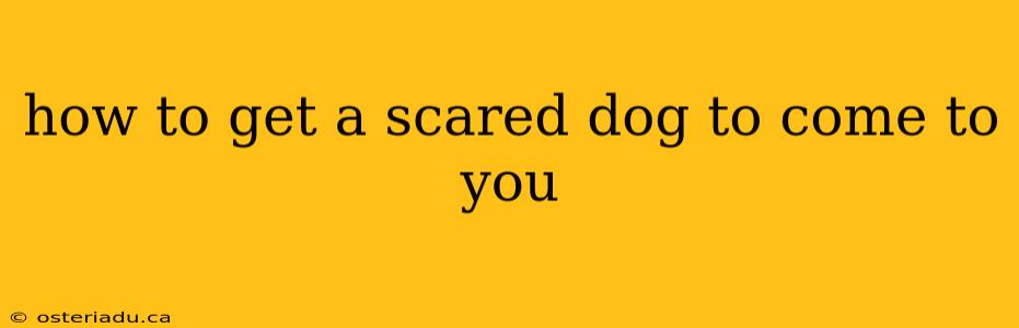 how to get a scared dog to come to you