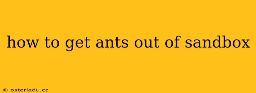 how to get ants out of sandbox