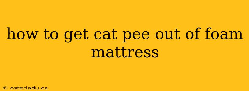 how to get cat pee out of foam mattress