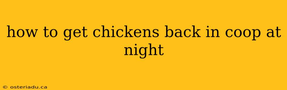 how to get chickens back in coop at night