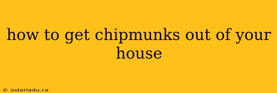 how to get chipmunks out of your house