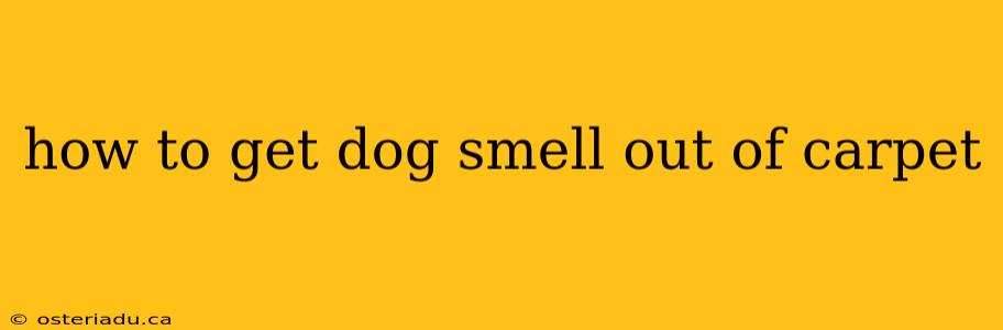 how to get dog smell out of carpet