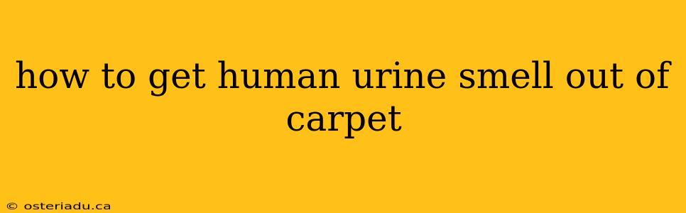 how to get human urine smell out of carpet