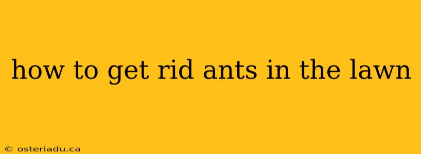 how to get rid ants in the lawn