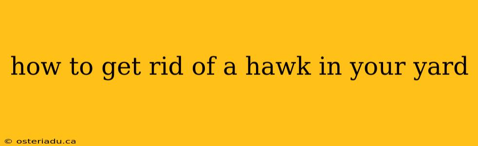 how to get rid of a hawk in your yard