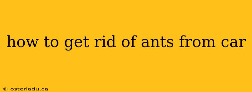 how to get rid of ants from car