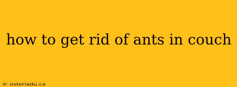 how to get rid of ants in couch