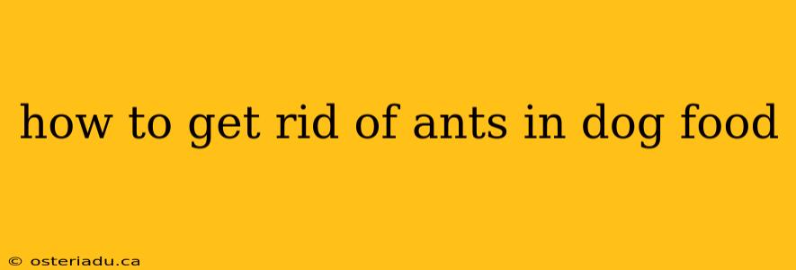 how to get rid of ants in dog food