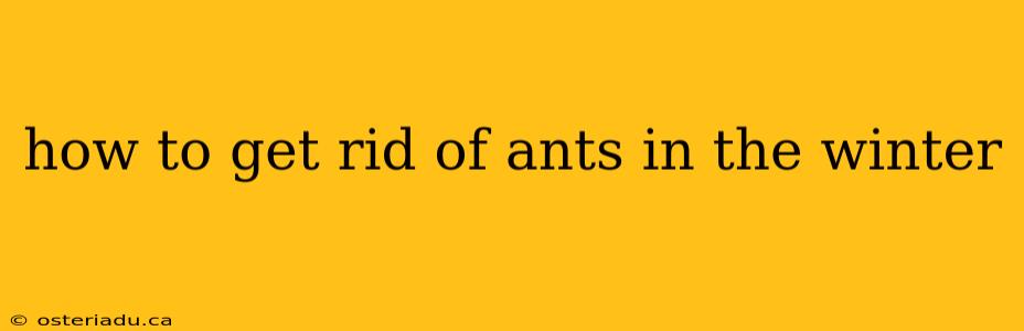 how to get rid of ants in the winter