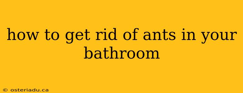 how to get rid of ants in your bathroom