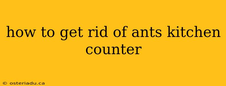 how to get rid of ants kitchen counter