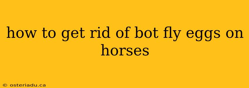 how to get rid of bot fly eggs on horses