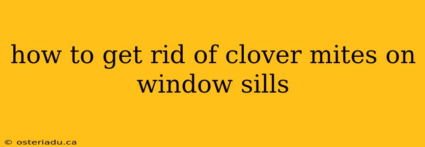 how to get rid of clover mites on window sills