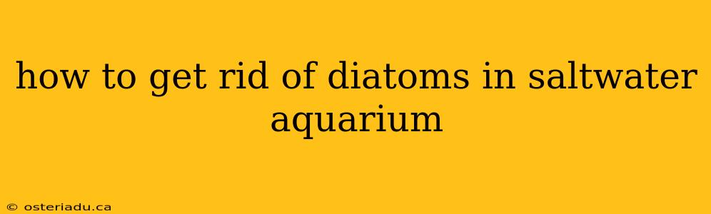 how to get rid of diatoms in saltwater aquarium