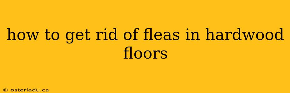 how to get rid of fleas in hardwood floors