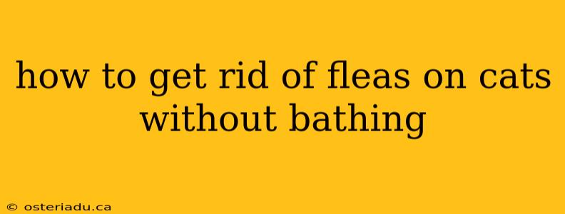 how to get rid of fleas on cats without bathing