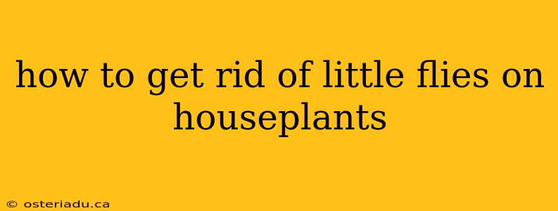 how to get rid of little flies on houseplants