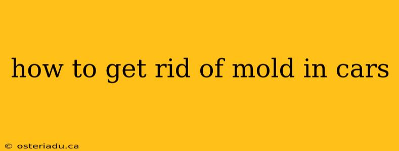 how to get rid of mold in cars