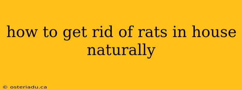 how to get rid of rats in house naturally