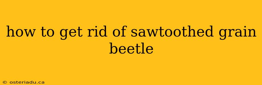 how to get rid of sawtoothed grain beetle