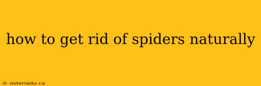 how to get rid of spiders naturally