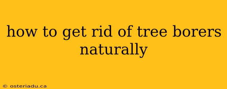 how to get rid of tree borers naturally