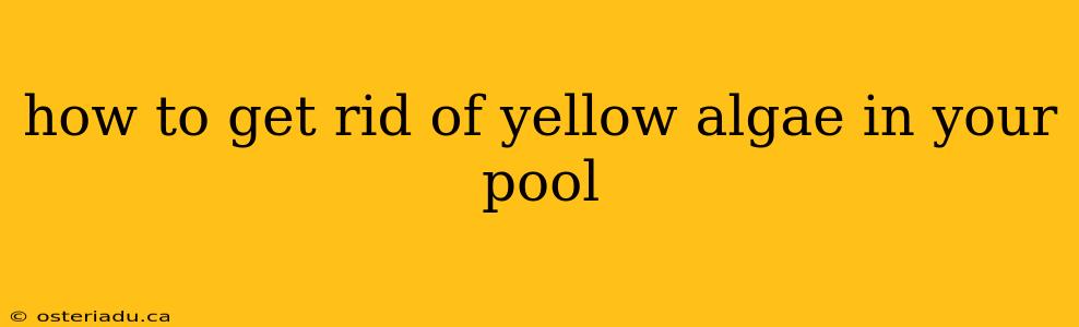 how to get rid of yellow algae in your pool