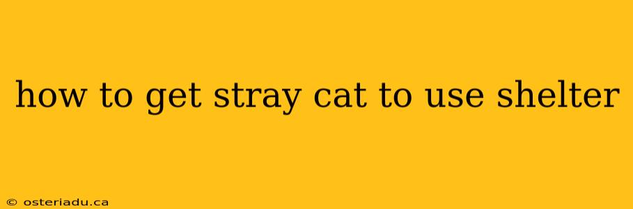 how to get stray cat to use shelter