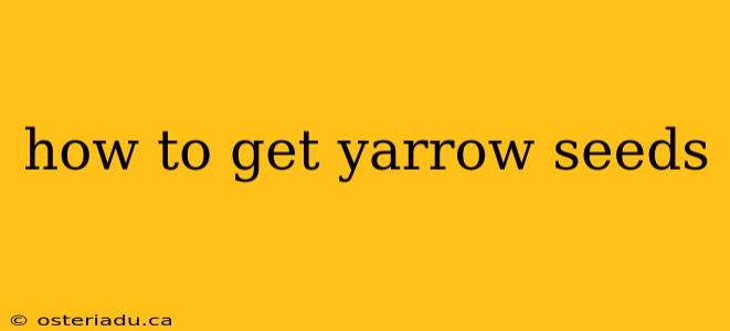 how to get yarrow seeds