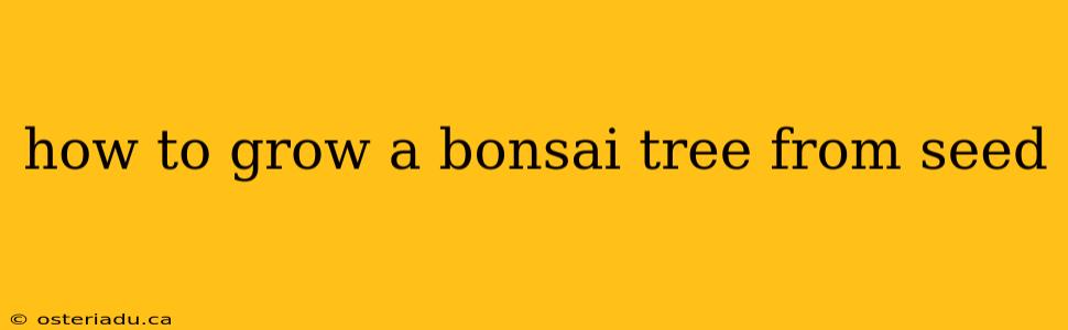 how to grow a bonsai tree from seed