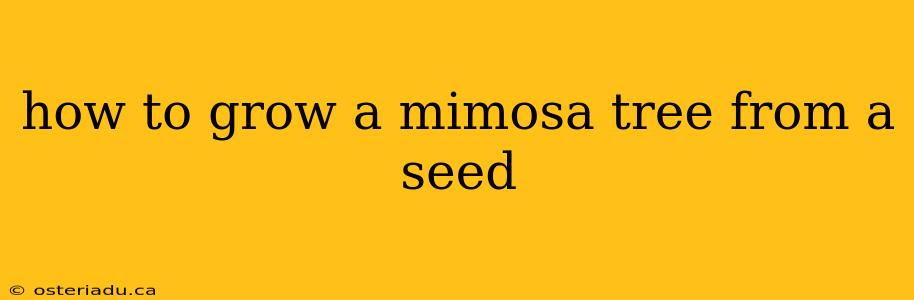 how to grow a mimosa tree from a seed