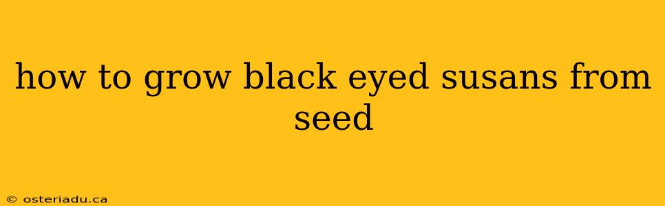 how to grow black eyed susans from seed