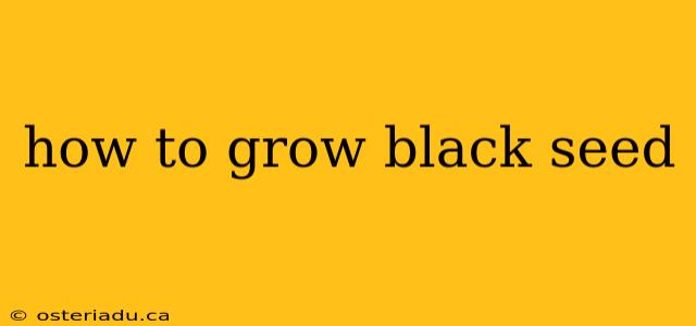 how to grow black seed