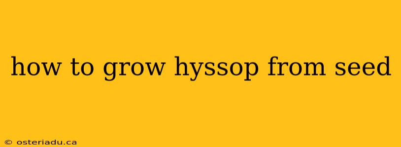 how to grow hyssop from seed