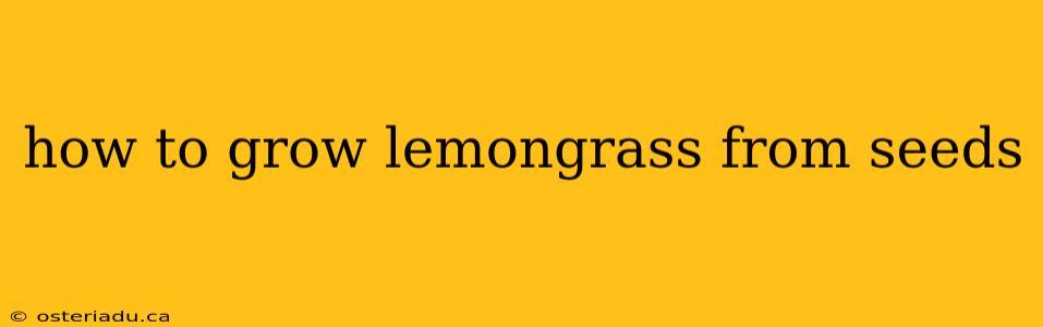 how to grow lemongrass from seeds