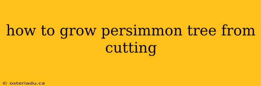 how to grow persimmon tree from cutting