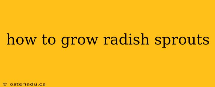 how to grow radish sprouts