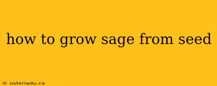 how to grow sage from seed